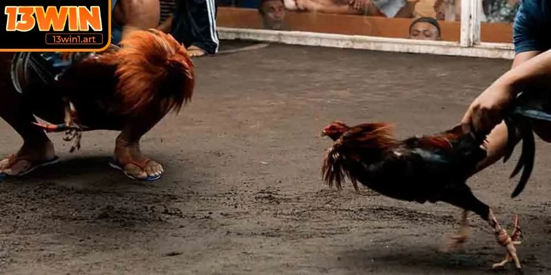 da ga cua dao ap dung chien thuat Áp dụng chiến thuật hợp lý