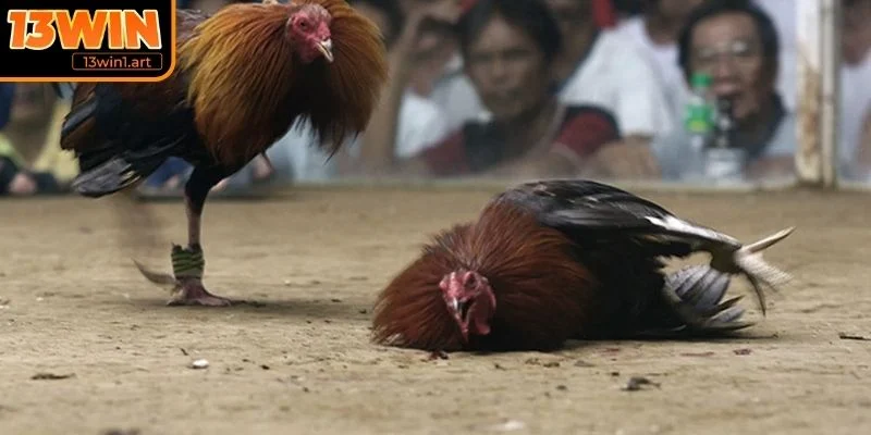 da ga cua dao quy tac chung Quy tắc chung về thời gian
