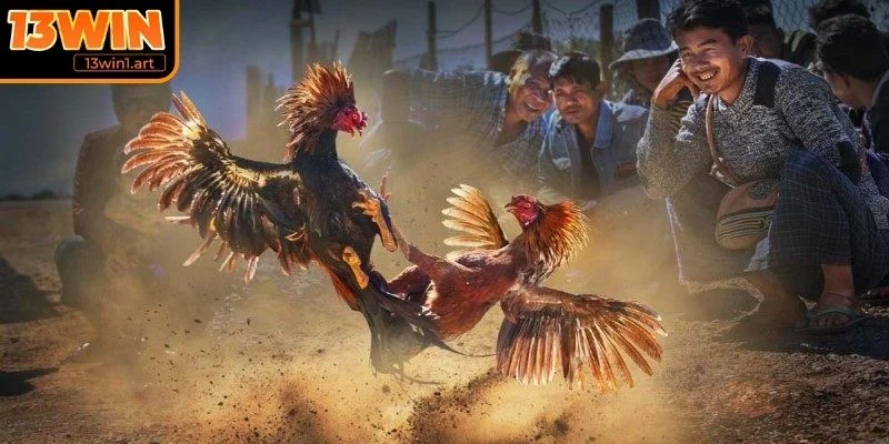 da ga thomo tong quan Tổng quan về đá gà Thomo