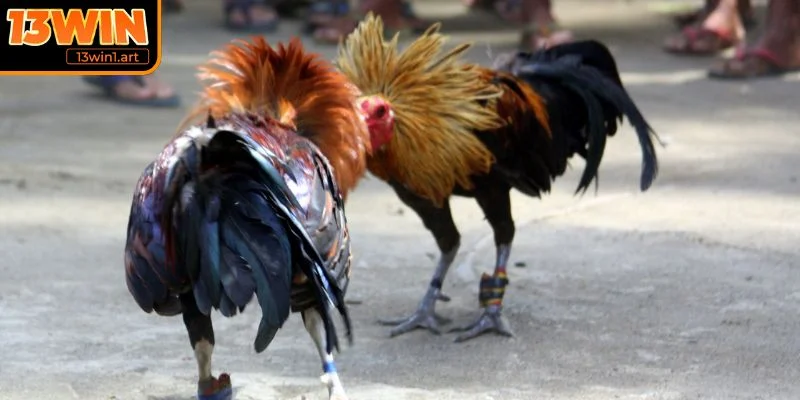 da ga thomo ty le keo Tỷ lệ kèo và thanh toán đá gà Thomo