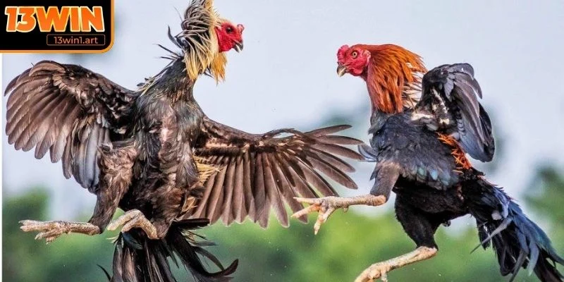 ga da cao lanh chien dau manh me Khả năng chiến đấu mạnh mẽ
